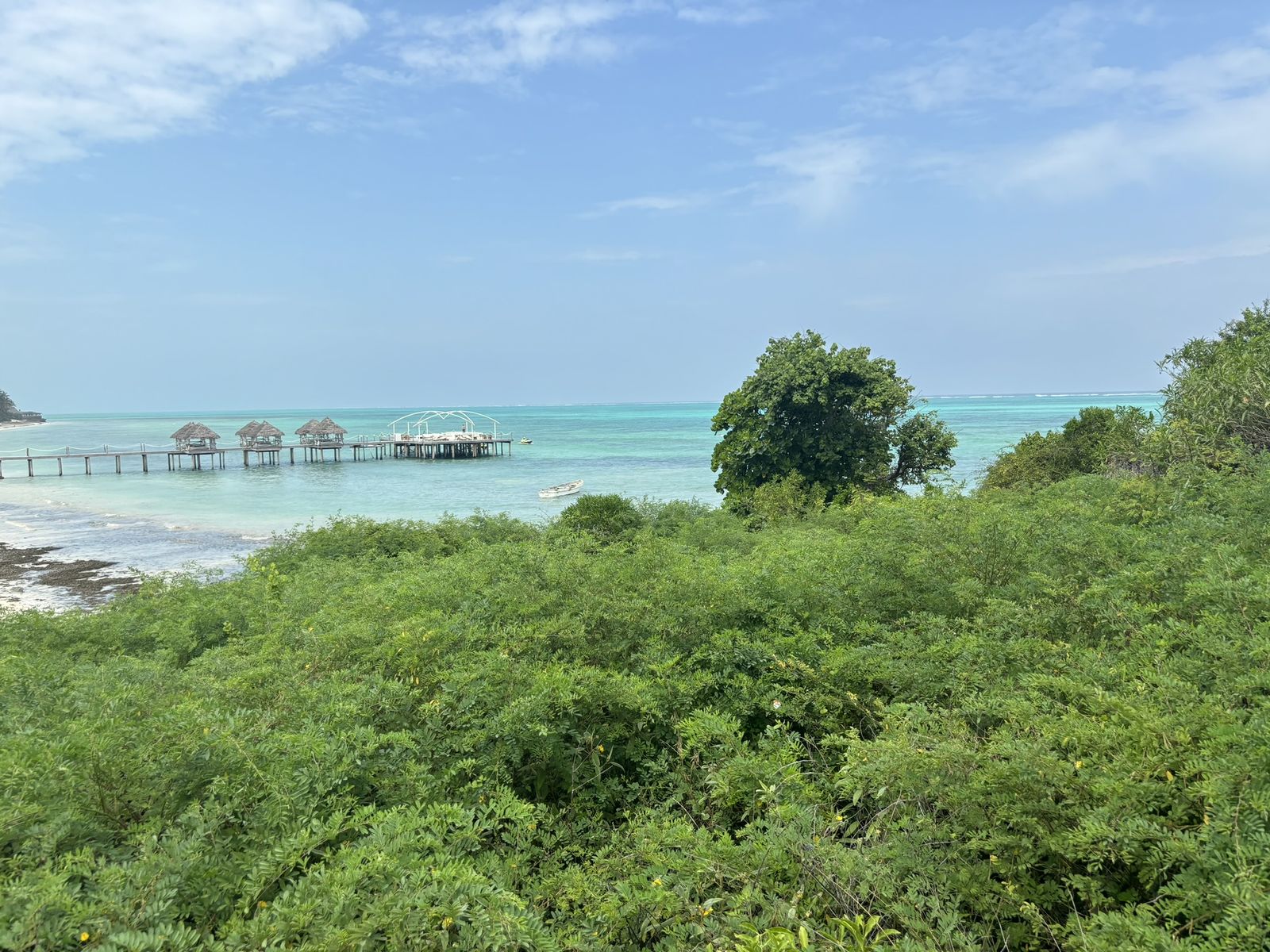 The plot on the cliff at Makunduchi in January 2024, overgrown, with the open sea beyond